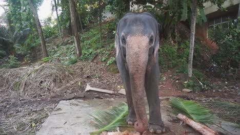 Temple-elephant-chained-and-standing-on-a-stone-slab-eating-leaves