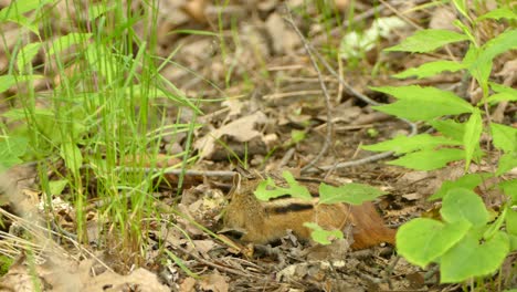 Cute-little-chipmunk-foraging-on-the-ground-for-nuts-and-other-kinds-of-food
