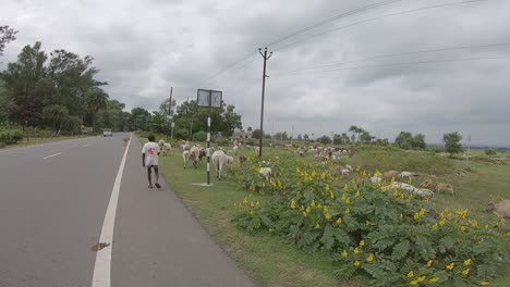 Cows-grazing-in-the-fields-near-Giridih-in-Jharkhand,-India