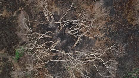 Aerial-of-dead-trees-in-Pantanal-after-wild-fire,-shot-moves-up-and-reveals-dead-burnt-landscape