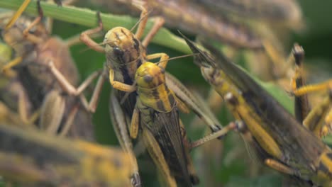Macro-shot-showing-mating-Pair-Of-Grasshoppers-during-season-in-wildlife