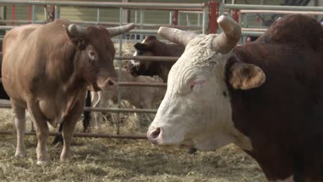 Close-up-of-rodeo-bulls-in-pen