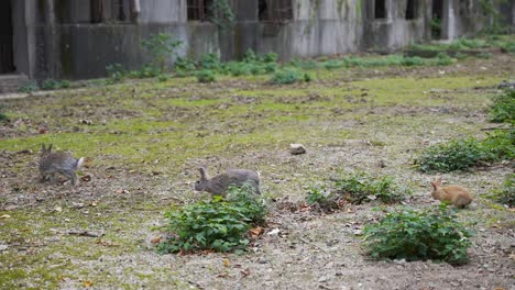 Los-Conejos-Se-Divierten-En-Los-Terrenos-De-Okunoshima,-La-Isla-Japonesa-De-Los-Conejos