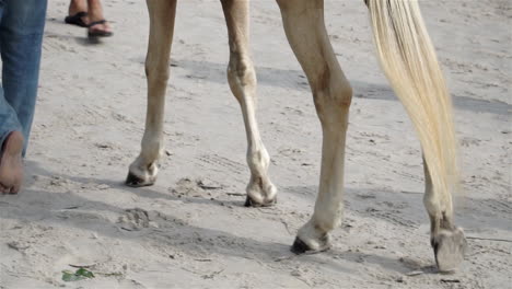 Slow-motion-of-a-beautiful-horse-walking-with-its-owner-along-a-white-sand-beach-as-a-tourist-attraction
