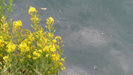 yellow-flower,-sea-background-with-garbage