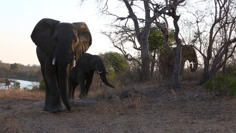 An-elephant-walks-by-while-others-in-the-background-graze-on-trees-in-the-wild