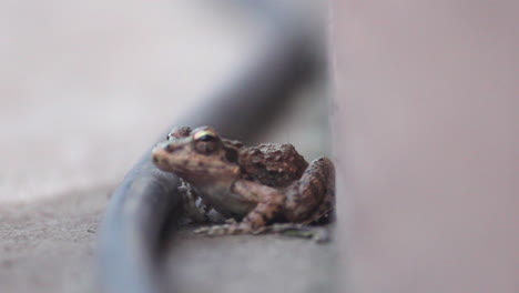 Lazy-frog-sleeping-near-wall