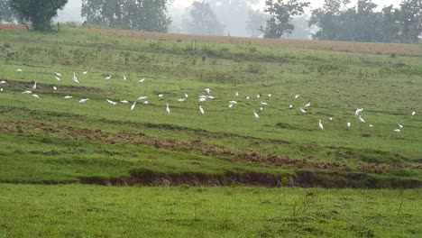 cattle-Egrets-flying--...