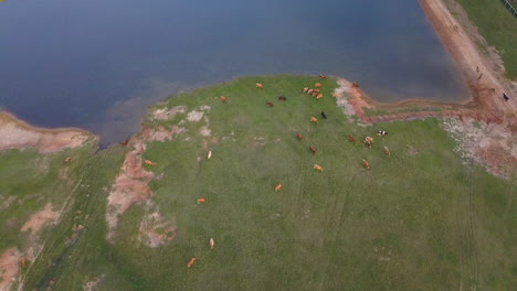 Dynamic-drone-shot-of-dairy-cows-grazing-near-a-pond