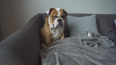 Der-Welpe-Der-Englischen-Bulldogge-Sitzt-Mit-Einem-Mürrischen-Gesichtsausdruck-Auf-Einer-Couch