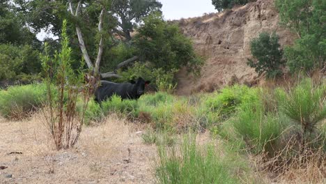 All-black-cow-watches-camera-intently-with-green-mustard-plants-surrounding-her