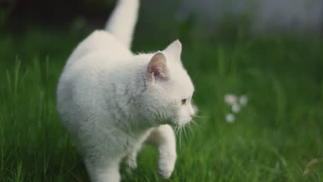 White-Cat-in-a-Field-of-Grass