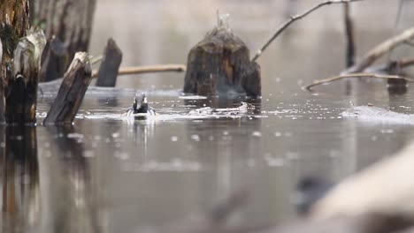 Hooded-merganser-swimming-through-flooded-timber-looking-for-food