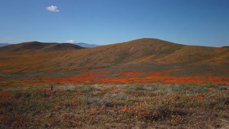 Súper-Floración-De-2019,-Increíbles-Amapolas-Que-Florecen-En-El-Valle-Del-Antílope,-Ca