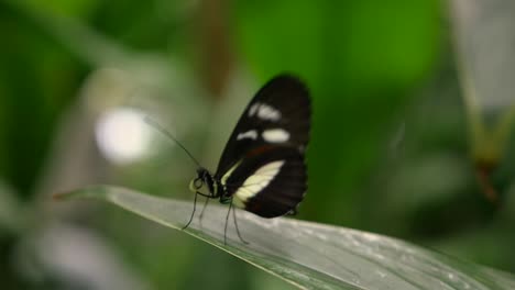 A-butterfly-sitting-on-a-leaf-and-then-flying-away-in-slow-motion