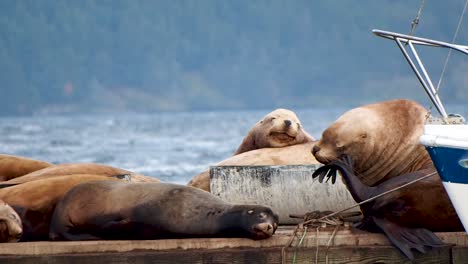 Sea-lions-on-a-dock-scratching-his-face