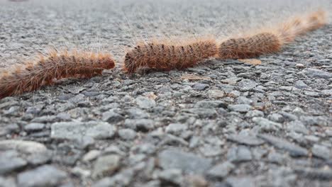 A-slow-motion-video-of-hairy-caterpillars-walking-in-a-single-line