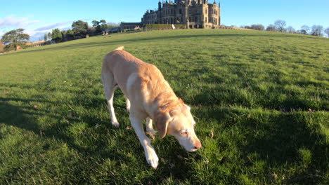 Golden-Labrador-dog-walks-in-grass-looking-cute---happy-with-gothic-architecture-castle-in-the-background