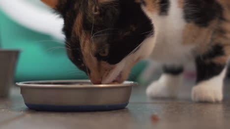 Zeitlupenvideo-Einer-Katze,-Die-Ihr-Abendessen-Frisst