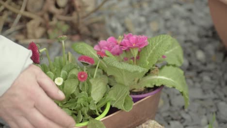 Tending-flowers-in-plant-pot