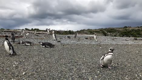 Walking-with-the-Penguins-by-the-beach,-summer-of-Martillo-Island,-Ushuaia,-Argentina