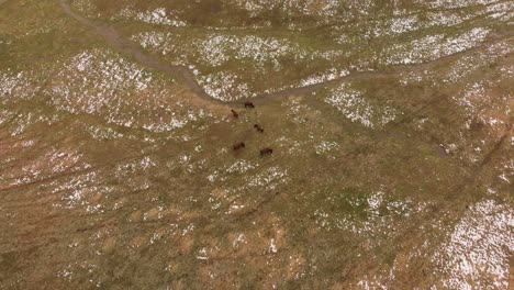 Bison-Herd-Grazing-in-the-Wilderness-Aerial