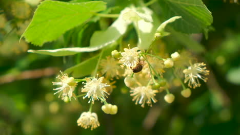 Honey-bee,-apis-mellifera-carnica,-pollinating-blooming-tree-blossoms,-close-up,-slow-motion