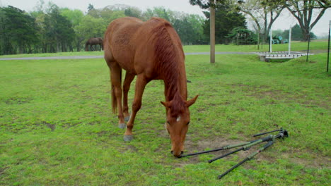 This-is-a-shot-of-a-curious-horse-inspecting-my-tripod