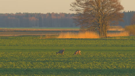 Group-of-European-roe-deer-walking-and-eating-on-a-rapeseed-field-in-the-evening,-golden-hour,-medium-telephoto-shot