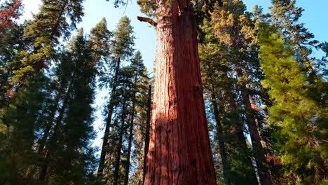 Tourist-taking-picture-in-front-of-General-Sherman-Tree-in-Sequoia-National-Park,-California,-USA