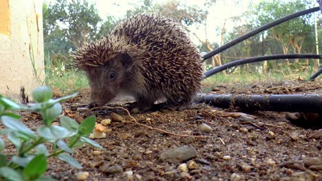 A-hedgehog-prowling-in-the-garden