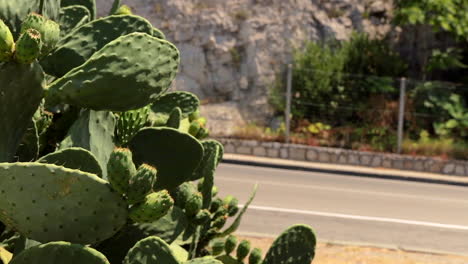 Plantas-De-Cactus-En-El-Jardín-Con-Tráfico-Rodado-En-El-Fondo,-Costa-De-Amalfi