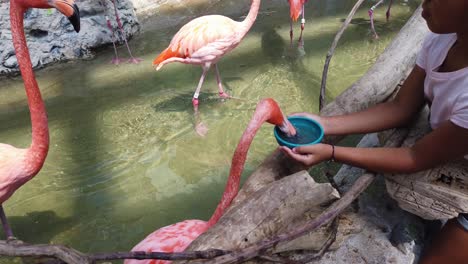 Zeitlupe-Eines-Flamingos,-Der-Einem-Kind-Im-Aquarium-Aus-Den-Händen-Frisst