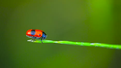 Clytra-laeviuscula---ant-bag-beetle-on-a-grass---MACRO-close-up