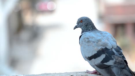 Close-up-shot-of-pigeon-sitting-on-city-building-with-bokeh-bright-background