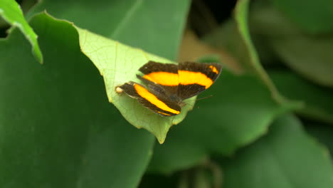 Lurcher-Schmetterling-Auf-Einem-Grünen-Blatt