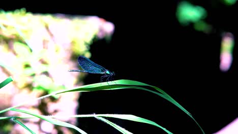 Close-up-of-a-blue-dragonfly-perched-on-leaf,-Ebony-Jewelwing-flying-away-in-slowmotion