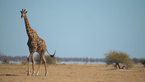 Large-carefree-Giraffe-walking-across-the-dry-grassland,-passing-other-animals