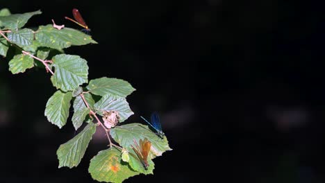Nahaufnahme-Einer-Blauen-Und-Goldenen-Libelle,-Die-Auf-Einem-Schilfrohr-Sitzt,-Und-Ein-Ebenholzfarbener-Juwelenflügel,-Der-In-Zeitlupe-Davonfliegt