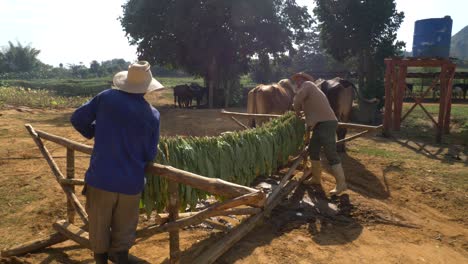 farmers-putting-tobacco-in-the-drier-house