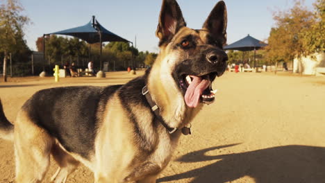Overexcited-german-shepherd-waiting-for-fetch-at-Whittier-dog-park