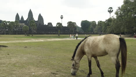 Wide-shot-of-historic-temple-Angkor-Wat-with-a-horse-eating-grass-in-the-foreground