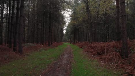 short-video-from-the-autumn-accident-in-the-beautiful-English-forest