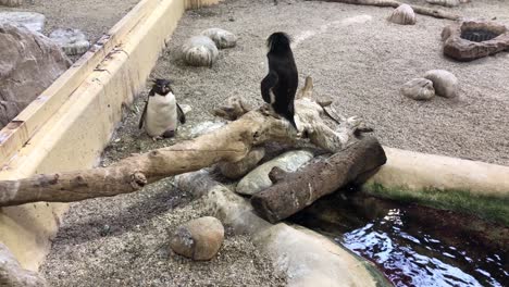 Afrikanische-Pinguine-In-Einem-Innenlebensraum-Des-öffentlichen-Zoos-Von-Two-Oceans-In-Kapstadt,-Südafrika