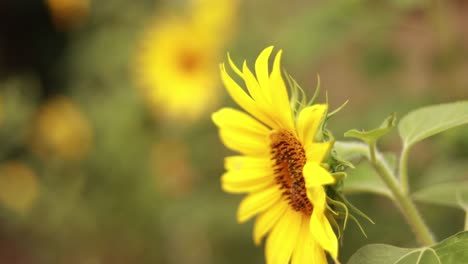 Focus-pull-to-honey-bee-collecting-nectar-from-a-sunflower