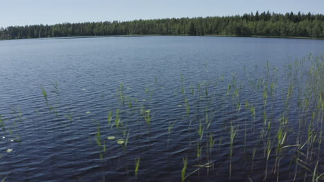 Stalks-of-green-grass-on-the-water-surface-on-a-forest-lake