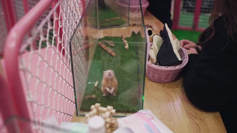 A-Cute-Hamster-Sniffing-While-Standing-Up-Inside-A-Glass-Cage-In-An-Animal-Cafe-In-Harajuku,-Tokyo,-Japan---wide-shot