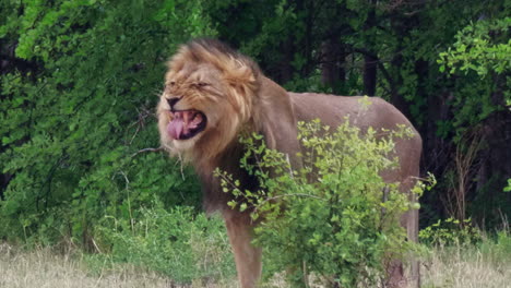 A-Black-Maned-Lion-Displaying-A-Flehmen-Response-In-The-Wilderness-Of-Nxai-Pan-National-Park-In-Botswana--medium-shot