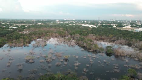 Flug-über-überfluteten-Maya-Dschungel-Nach-Hurrikan-Gamma