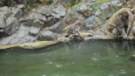 Baby-Japanese-snow-monkey---macaque-walk-with-adult-macaque-near-a-hot-spring---onsen-during-light-rain